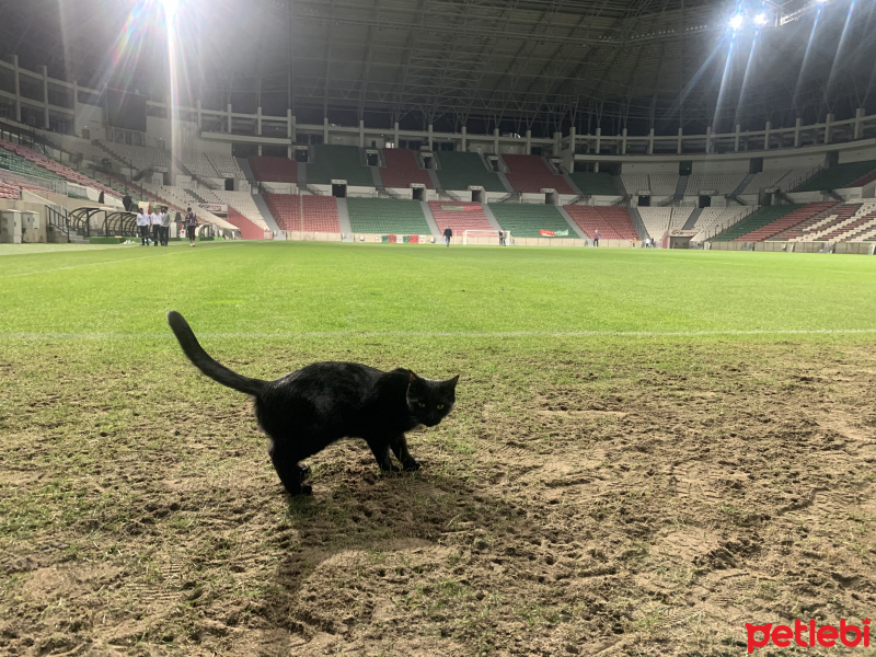 Tekir Kedi, Kedi  Zeytin fotoğrafı