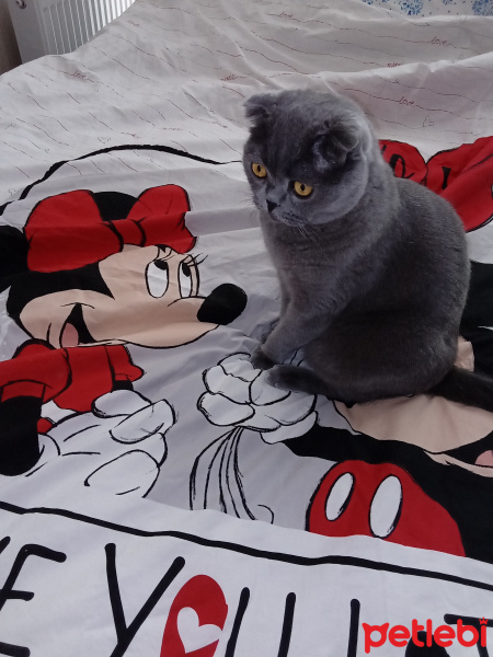 Scottish Fold, Kedi  Patik fotoğrafı
