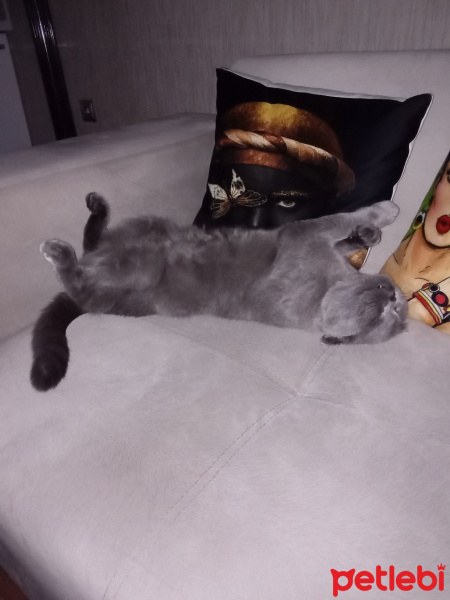 Scottish Fold, Kedi  Patik fotoğrafı