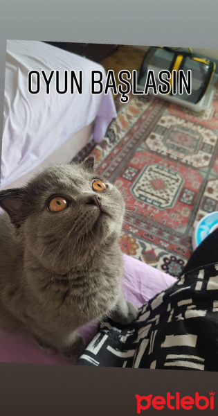 Scottish Fold, Kedi  Patik fotoğrafı