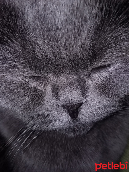 Scottish Fold, Kedi  Patik fotoğrafı