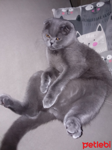 Scottish Fold, Kedi  Patik fotoğrafı