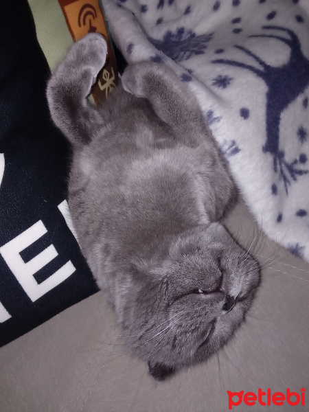 Scottish Fold, Kedi  Patik fotoğrafı