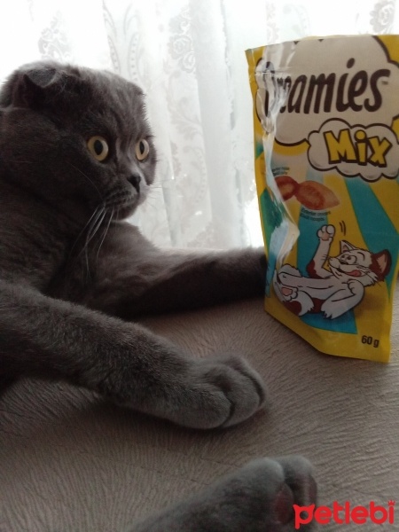 Scottish Fold, Kedi  Patik fotoğrafı