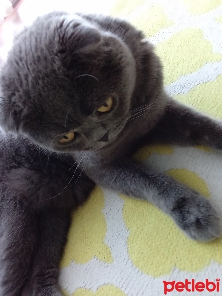 Scottish Fold, Kedi  Patik fotoğrafı