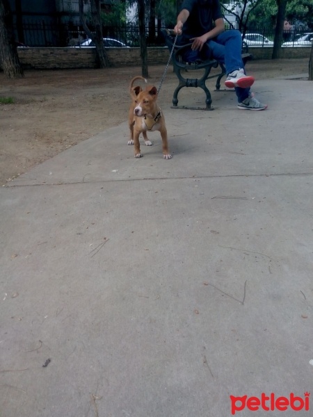 Amerikan Pitbull Terrier, Köpek  Mia fotoğrafı