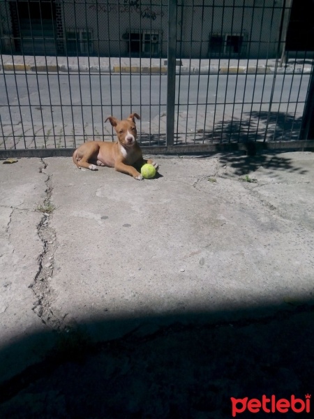 Amerikan Pitbull Terrier, Köpek  Mia fotoğrafı