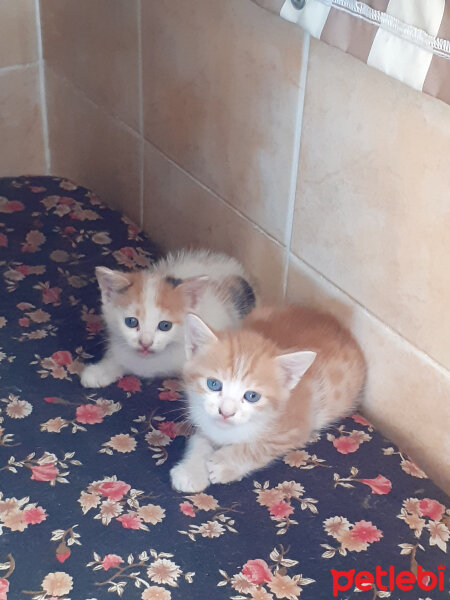 Tekir Kedi, Kedi  koko fotoğrafı