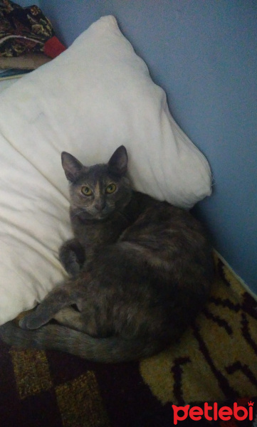 Tekir Kedi, Kedi  KehriBal fotoğrafı