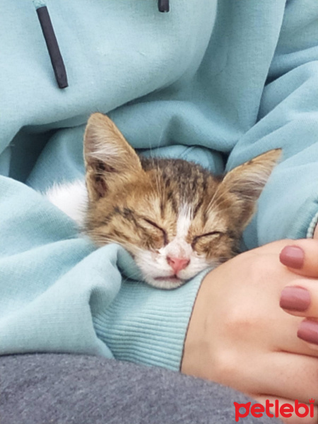 Tekir Kedi, Kedi  Mars fotoğrafı