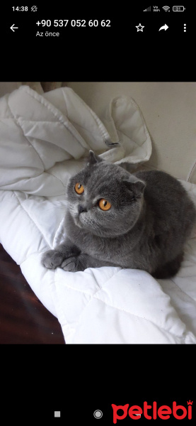 British Shorthair, Kedi  Mia fotoğrafı