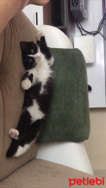 Tuxedo (Smokin) Kedi, Kedi  Mars fotoğrafı