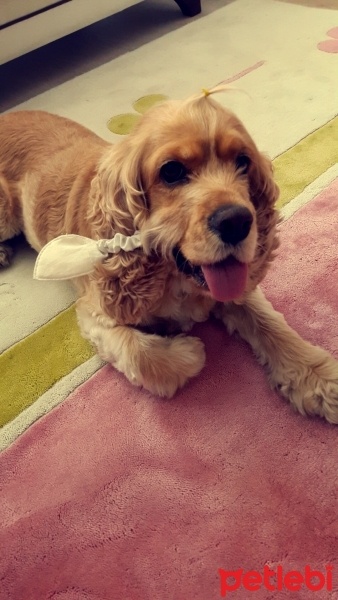 Amerikan Cocker Spaniel, Köpek  ŞİLA fotoğrafı