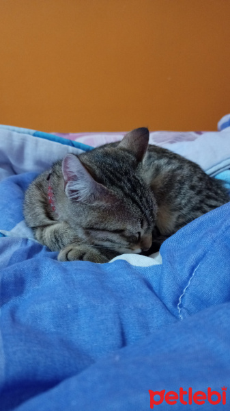 Tekir Kedi, Kedi  2.5 AYLIK YAVRU OYUNCU fotoğrafı