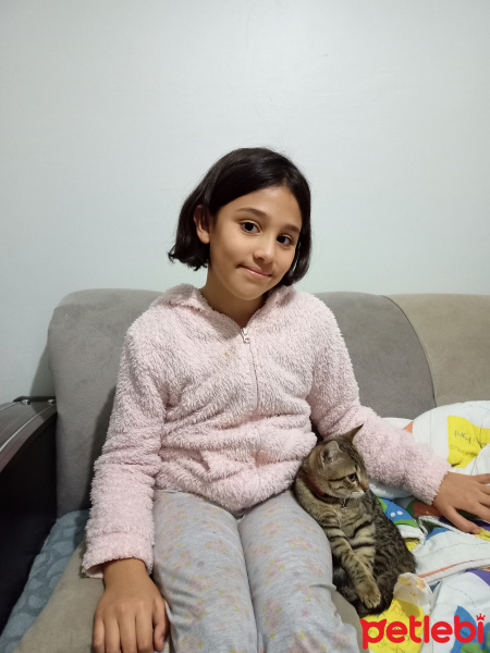 Tekir Kedi, Kedi  2.5 AYLIK YAVRU OYUNCU fotoğrafı