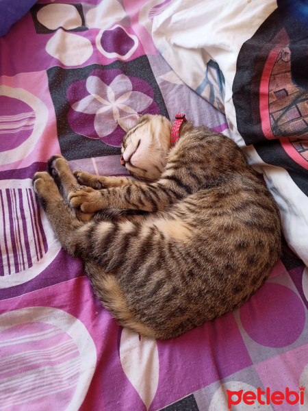 Tekir Kedi, Kedi  2.5 AYLIK YAVRU OYUNCU fotoğrafı