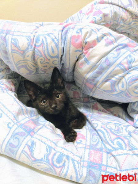 Tekir Kedi, Kedi  Zeytin fotoğrafı