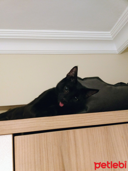 Tekir Kedi, Kedi  Zeytin fotoğrafı