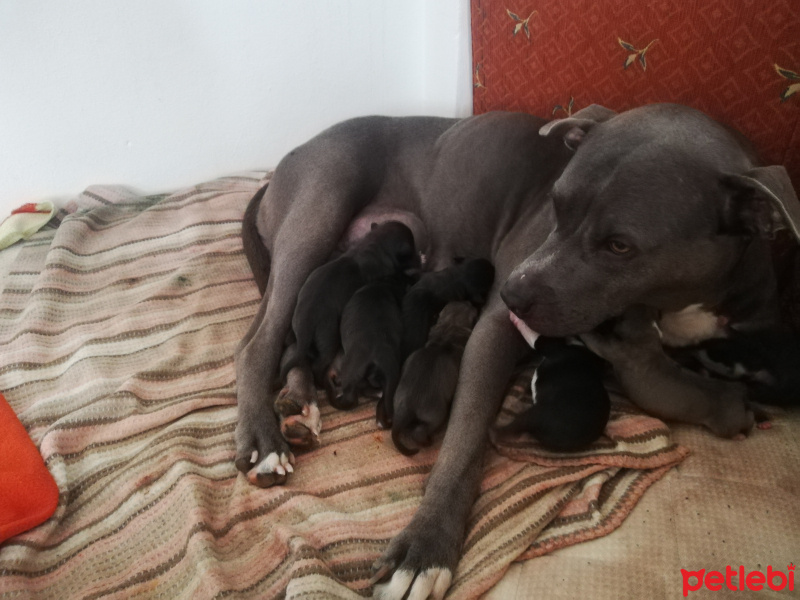 Amerikan Pitbull Terrier, Köpek  Yavrular fotoğrafı
