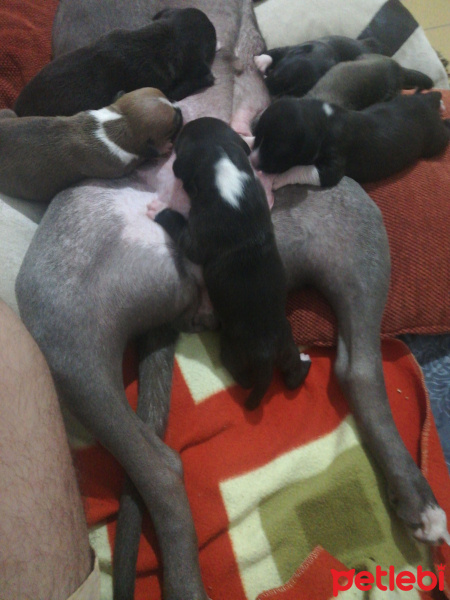 Amerikan Pitbull Terrier, Köpek  Yavrular fotoğrafı