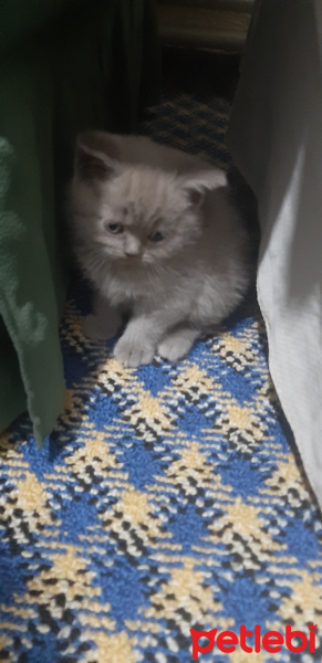 British Shorthair, Kedi  Arwen fotoğrafı