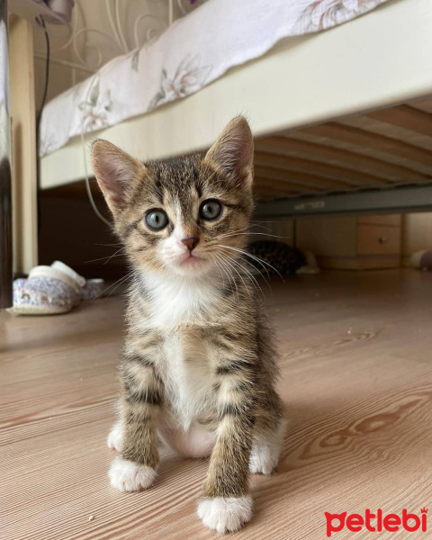 Tekir Kedi, Kedi  Lila fotoğrafı