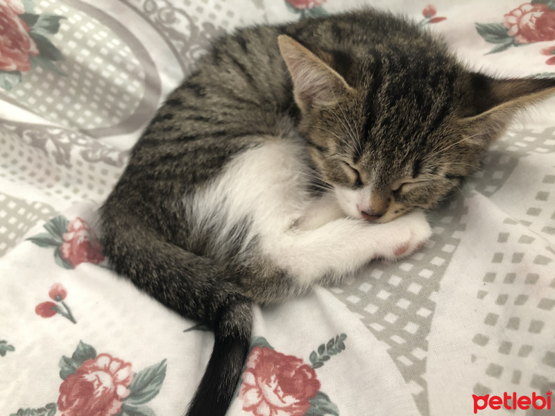 Tekir Kedi, Kedi  Lila fotoğrafı