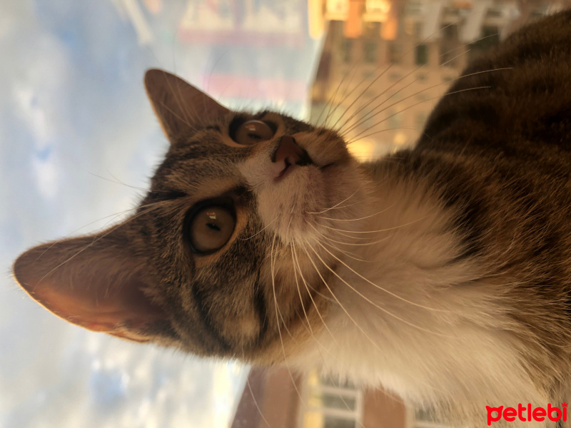 Tekir Kedi, Kedi  Lila fotoğrafı