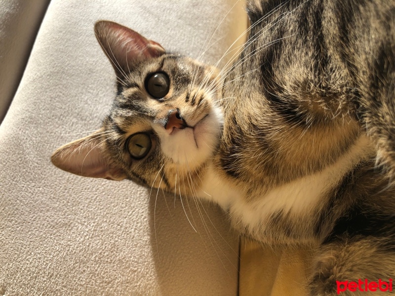 Tekir Kedi, Kedi  Lila fotoğrafı