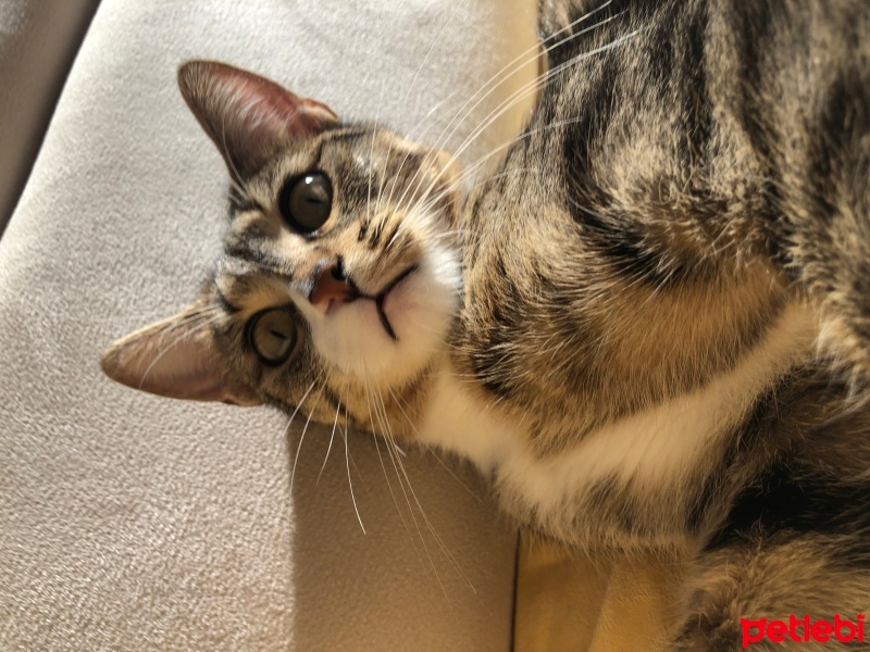 Tekir Kedi, Kedi  Lila fotoğrafı