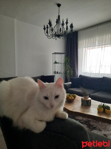 Ankara Kedisi, Kedi  Sakız fotoğrafı