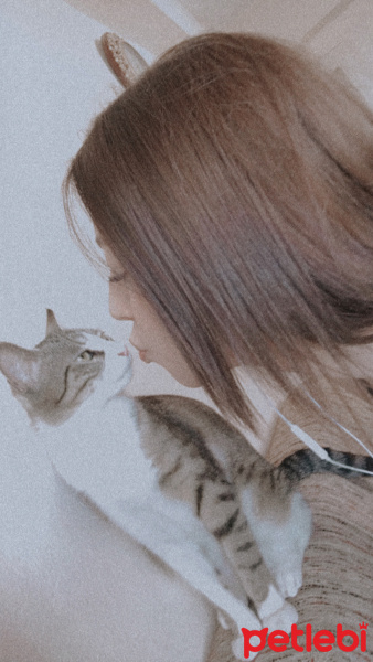 Tekir Kedi, Kedi  Nala fotoğrafı