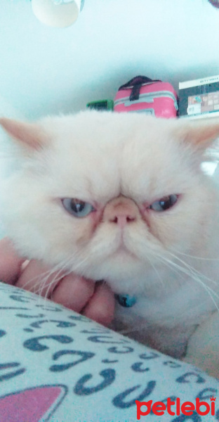 İran Kedisi (Persian), Kedi  Tarçın fotoğrafı