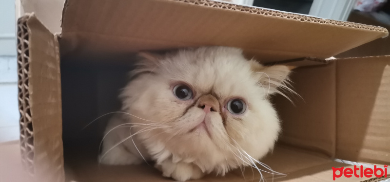 İran Kedisi (Persian), Kedi  Tarçın fotoğrafı