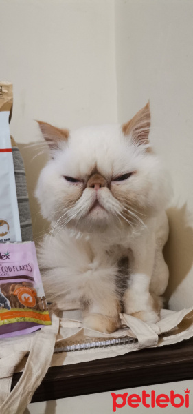 İran Kedisi (Persian), Kedi  Tarçın fotoğrafı