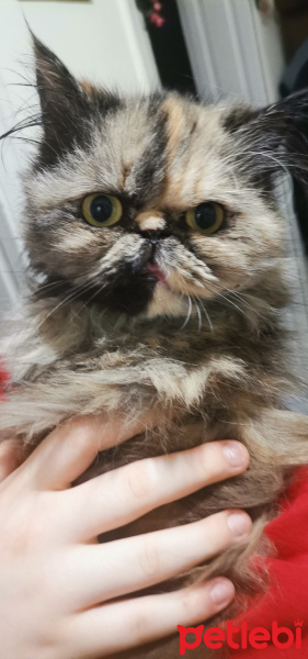 İran Kedisi (Persian), Kedi  Mia fotoğrafı