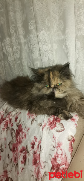 İran Kedisi (Persian), Kedi  Mia fotoğrafı