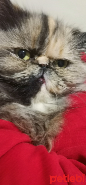 İran Kedisi (Persian), Kedi  Mia fotoğrafı