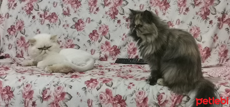 İran Kedisi (Persian), Kedi  Mia fotoğrafı