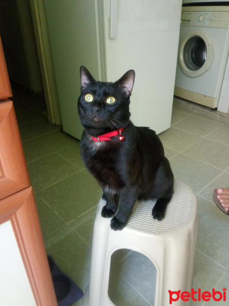 Bombay, Kedi  Arap fotoğrafı