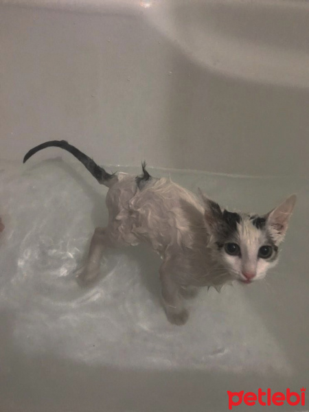 Tekir Kedi, Kedi  Nane fotoğrafı