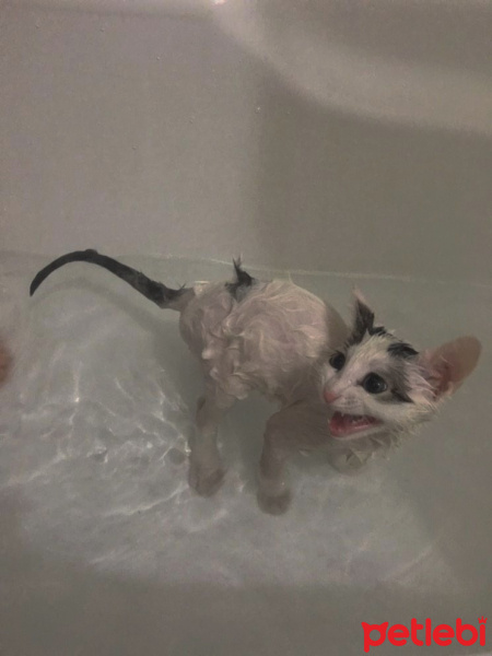 Tekir Kedi, Kedi  Nane fotoğrafı