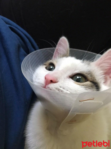 Tekir Kedi, Kedi  Nane fotoğrafı