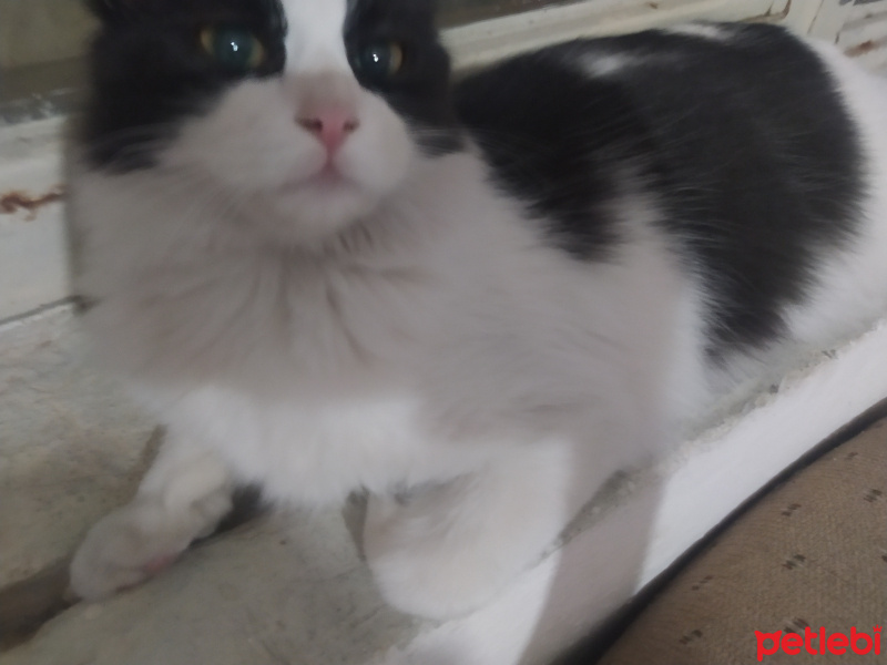 Tuxedo (Smokin) Kedi, Kedi  Alis fotoğrafı