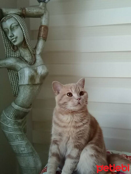 British Shorthair, Kedi  tarcın fotoğrafı