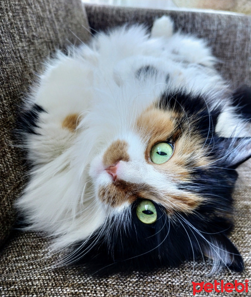 Tekir Kedi, Kedi  Mübarek fotoğrafı