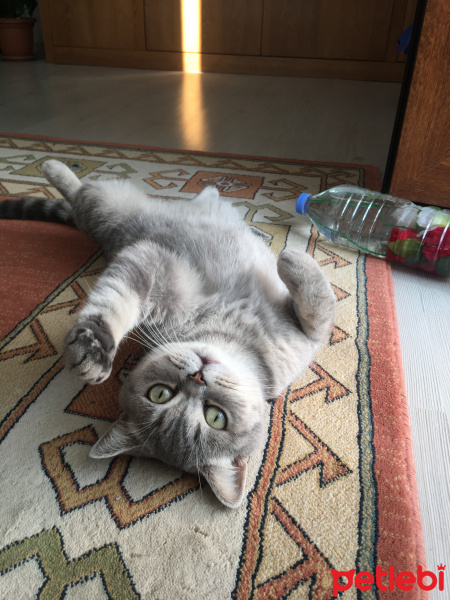 Scottish Fold, Kedi  Lina fotoğrafı