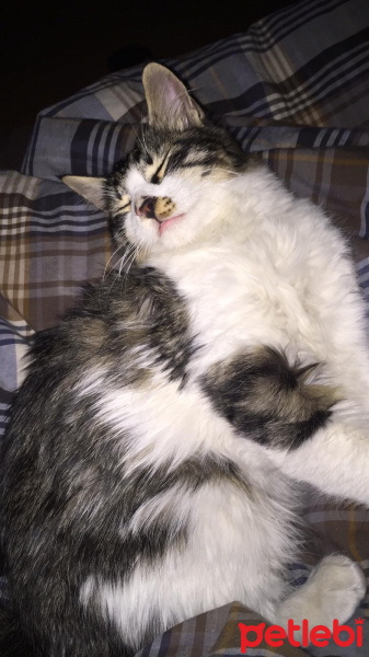 Norwegian Forest, Kedi  Kutup fotoğrafı