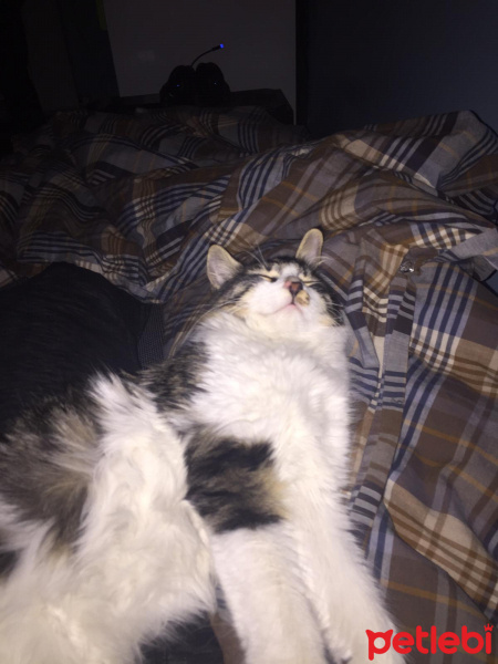 Norwegian Forest, Kedi  Kutup fotoğrafı