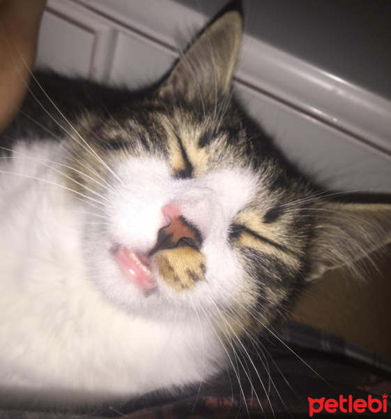 Norwegian Forest, Kedi  Kutup fotoğrafı